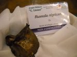 russula migrinam